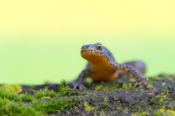 Bergmolch (Triturus alpestris) alpine newt