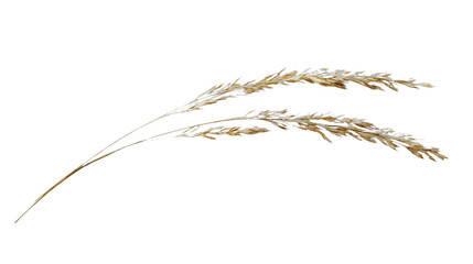 a plant in the wind on a transparent background, PNG image, PNG file, Generative art.