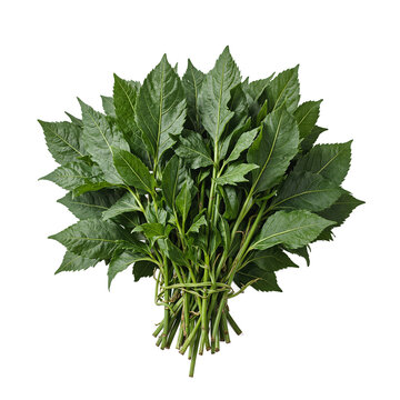 Fresh epazote leaves vibrant green and aromatic bundled together on a clean white surface Perfect for culinary concepts and Mexican cuisine designs