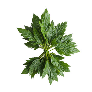 Fresh epazote leaves vibrant green and aromatic bundled together on a clean white surface Perfect for culinary concepts and Mexican cuisine designs