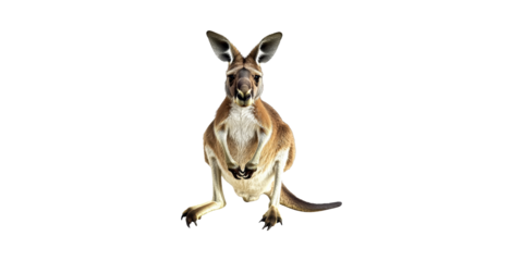 Kangaroo Facing Forward. Symbol Of Australian Wildlife And Nature Conservation Isolated On Transparent Background