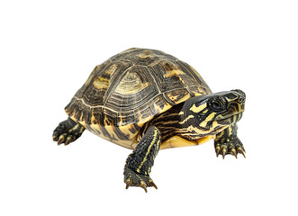 Slow moving turtle