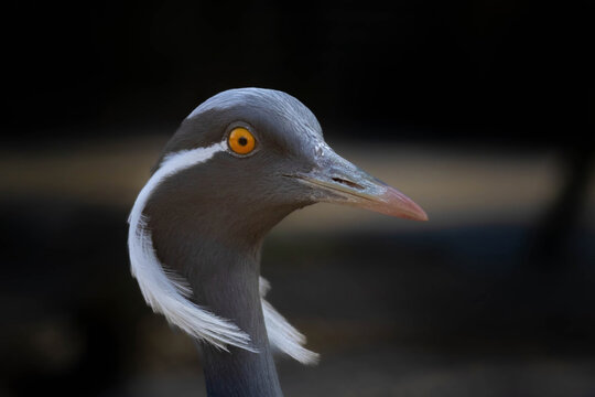 Demoiselle Crane (Grus virgo). Close up animal