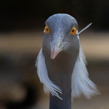 Demoiselle Crane (Grus virgo). Close up animal