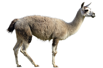 a llama with clipping path on a transparent background, PNG image, PNG file, Generative art.