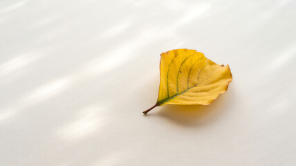 Naklejka premium yellow maple leaf