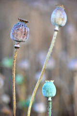 Details of ripe poppy heads. Dry poppies and stems, close-up view. Combination with green plant.