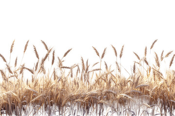 a field of wheat with white background