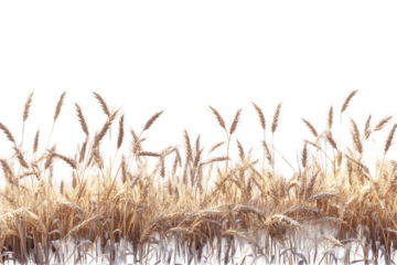 a field of wheat with white background