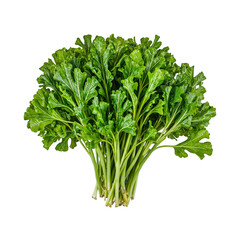 Vibrant mizuna greens with feathery serrated leaves fanned out elegantly in the center on a clean white background