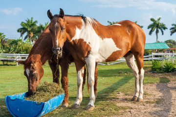 Dos caballos coloridos comiendo © Juan
