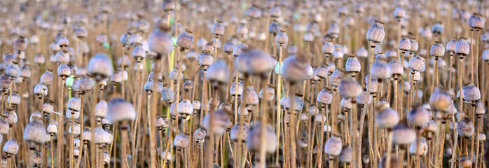 Details of ripe poppy heads. Dry poppies and stems, close-up view. Combination with green plant.