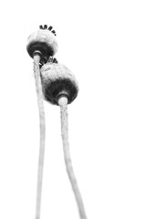 Details of ripe poppy heads. Dry poppies and stems, close-up view. Black and white photo.