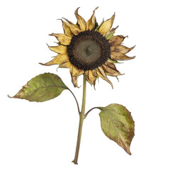 Supercar isolated on white background