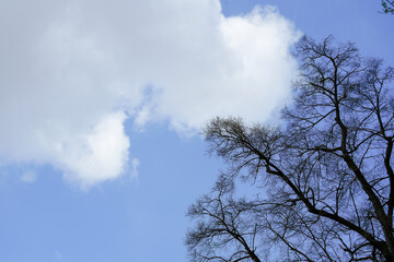 Bare tree branch silhouettes against dramatic cloudy blue sky. Atmospheric concept visual useful for representing winter dormancy or seasonal transitions