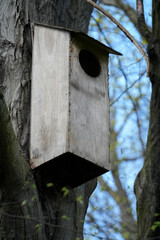 Wooden nesting box mounted on tree, viewed from below against spring sky. Represents concept of creating wildlife habitats or supporting local bird populations