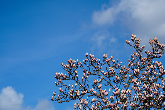 "Magnolia Buds" Images – Browse 270 Stock Photos, Vectors, and Video ...