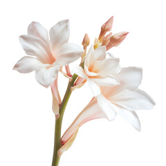 Fototapeta premium a white flower on a transparent background, PNG image, PNG file, Generative art.