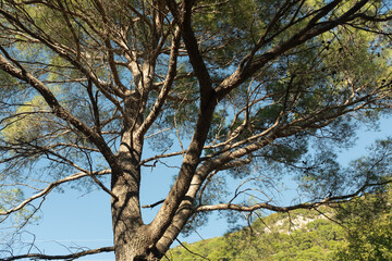 Top of pine tree on a sunny day. Pine landscape for publication, poster, calendar, post, screensaver, wallpaper, postcard, banner, cover. High quality photo