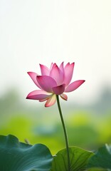 Obraz premium Pink lotus flower blooms in pond. Delicate petals, elegant stem and leaves create peaceful zen vibes. Tranquil nature beauty in summer, symbol purity, enlightenment.