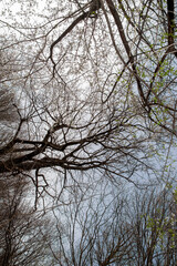 Close up of spring flowering cherry tree branch