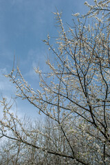 Close up of spring flowering cherry tree branch