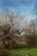 Close up of spring flowering cherry tree branch