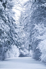 Pine Trees covered in fresh snow along a winter pathway.