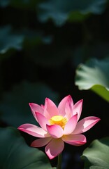 Blossoming lotus flower sunlight. Pink petals with yellow center. Nature scene, flower bloom, garden. Macro photo, vibrant colors, beauty. Calm, peaceful. Perfect for design projects, eco-friendly