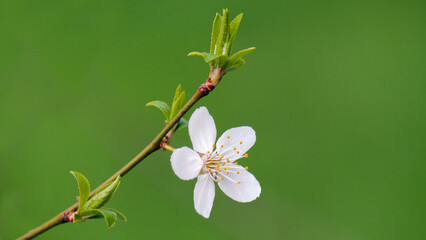red and white flowers