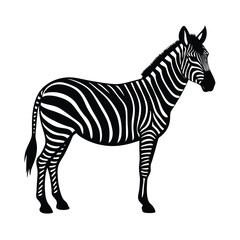 zebra vector illustration