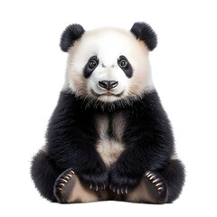 Obraz premium Panda cub isolated on transparent background