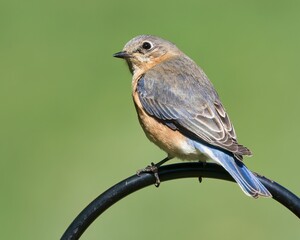 Bluebird perched on metal rod with green backdrop.