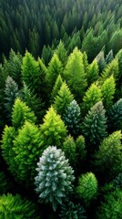 Lush green forest canopy view