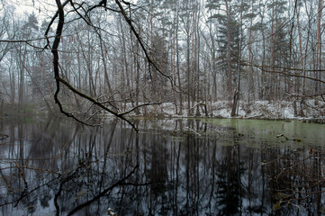 The shore under the snow. The blue sky is reflected in the transparent surface of the pond. Winter landscape with evergreen plants on the shore of a beautiful garden pond.