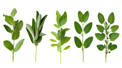 Five Sage Sprigs Composition Culinary Herb Collection Isolated on Transparent Background, Sage, Herbs, Cooking, Sage, Culinary Herbs, Food Photography