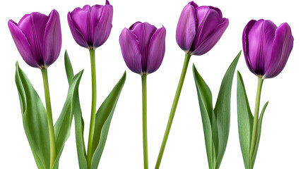 Five Purple Tulips Composition Isolated on Transparent Background, Spring Flowers, Floral Design, Tulips, Purple, Spring