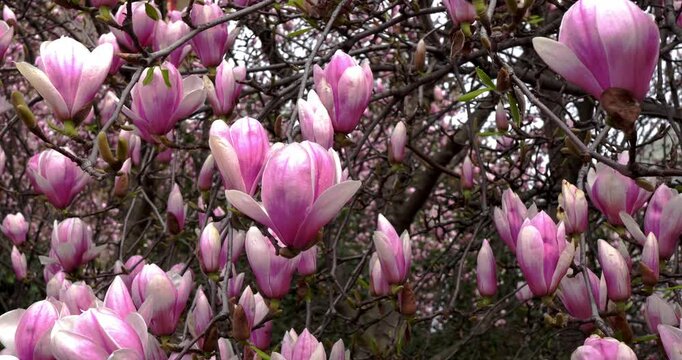 Spring landscape with pink flowering plant