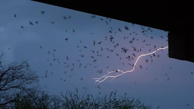 silhouette of  hundreds of bats flying from under the Congress Bridge and lightning in the sky
