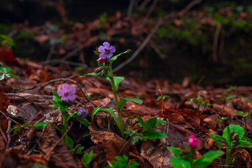 Wildflowers Blooming by a Mountain Stream