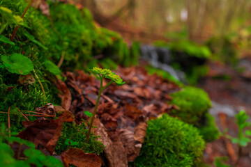 Wildflowers Blooming by a Mountain Stream