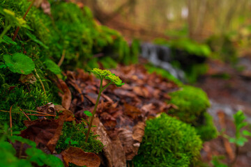 Wildflowers Blooming by a Mountain Stream