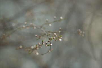 Small, soft flower buds emerge on a slender branch, creating a peaceful atmosphere in the garden. The gentle backdrop enhances the beauty of new beginnings in spring