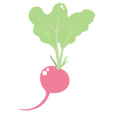 Radish Illustration of fresh vegetables hand-drawn flat vector elements Organic Food Invitations, gifts, greeting cards, print, textile