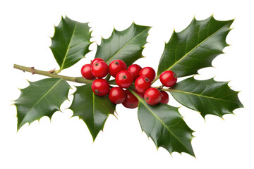 Close up of christmas holly branch with red berries and green leaves isolated image on transparent background