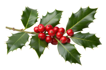 Close up of christmas holly branch with red berries and green leaves isolated image on transparent background