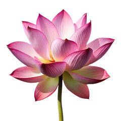 Beautiful pink lotus and water lily blooming in a serene pond with violet and yellow accents isolated on transparent background