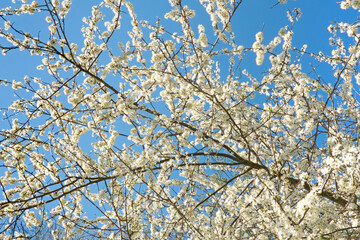 White blossom of Blackthorn against a blue sky