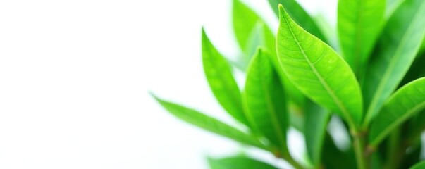 Green leafy plant isolated on white background, leaves, nature, plant
