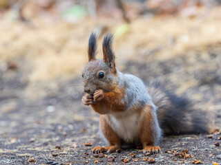 Squirrel in autumn hides nuts on the green grass with fallen yellow leaves